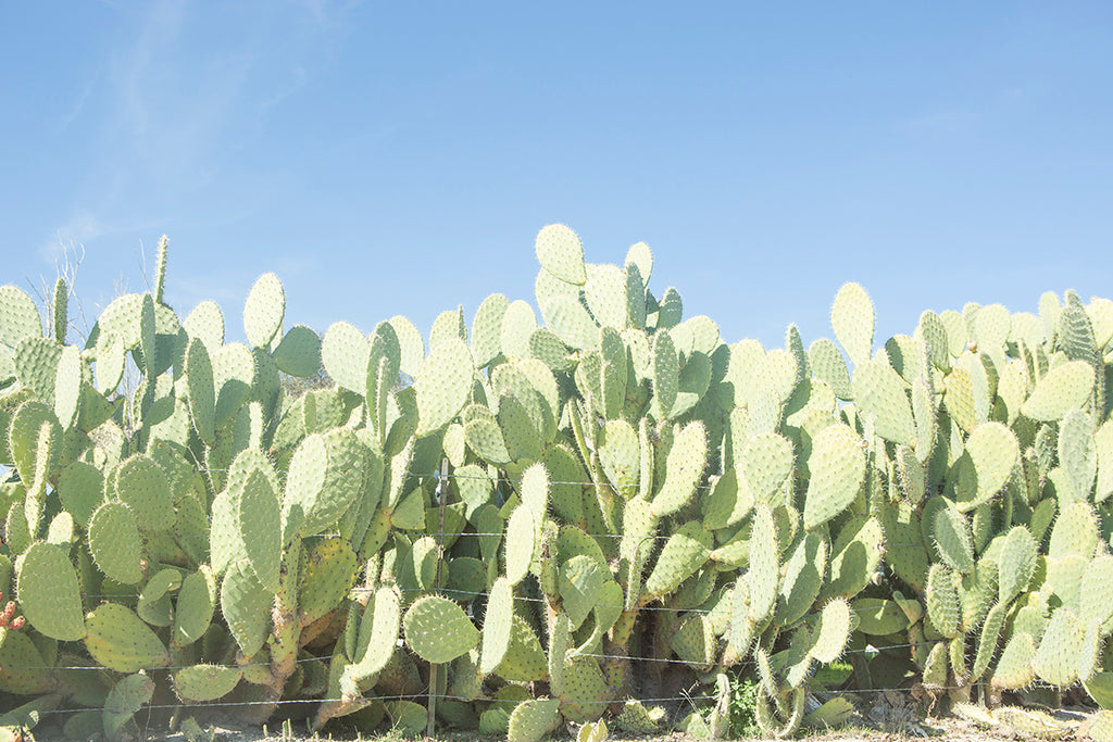 prickly pear desert framed minimalist modern wall art by denise crew