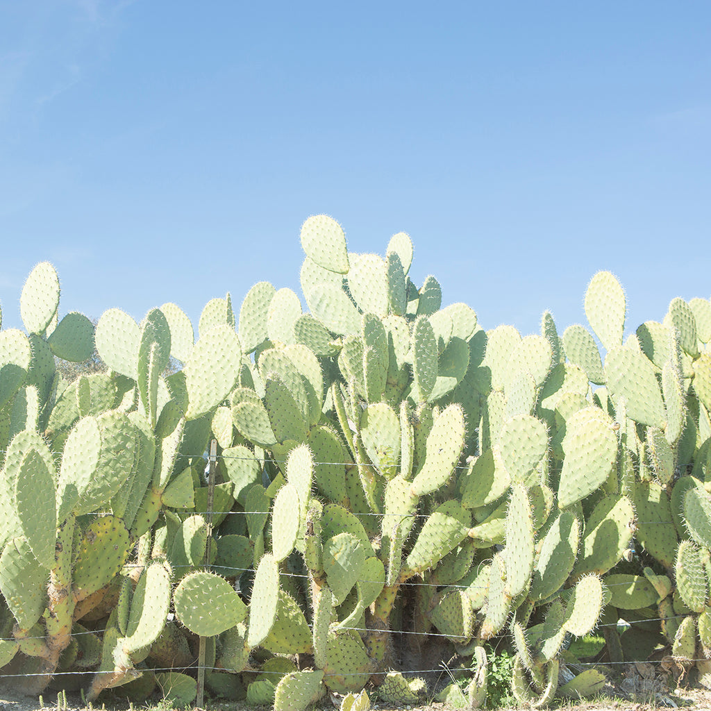 prickly pear desert framed minimalist modern wall art by denise crew