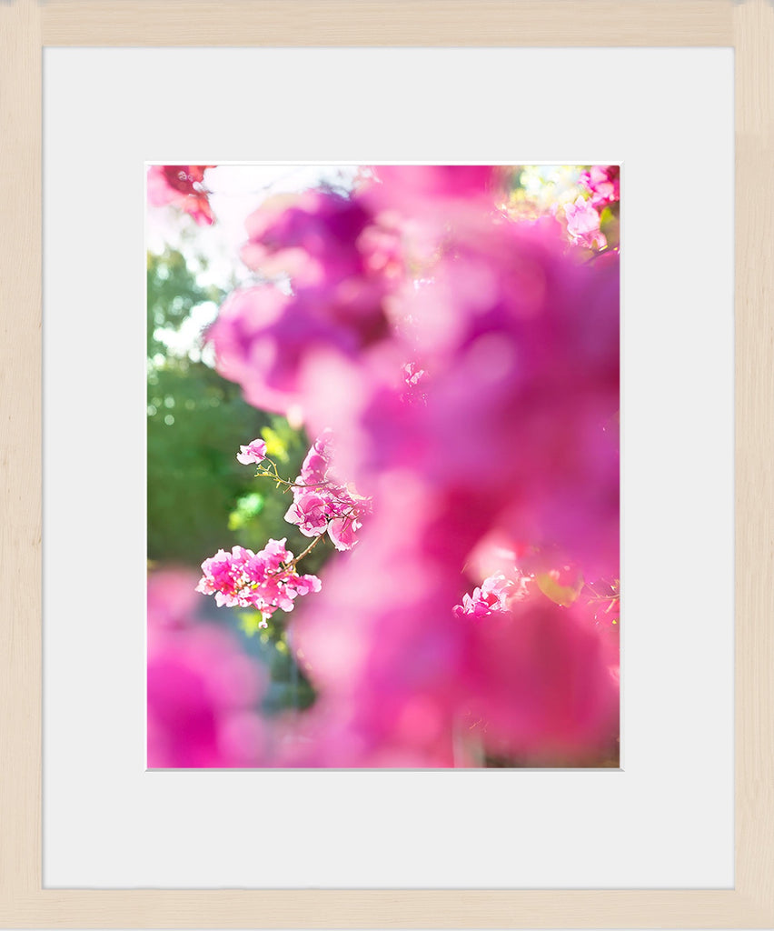 A close-up image of blooming pink bougainvillea available framed or unframed in square & vertical standard photo sizes starting at 5x5 up to 30x45. - PRINTSHOP by Denise Crew