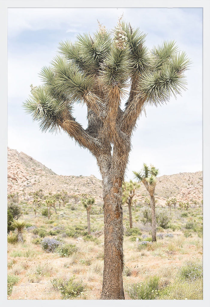 A new young Joshua Tree in the desert. Available in vertical sizes starting at 16x24 and up to 30x45. Smaller sizes available with a custom order. Printed on archival luster matte paper. - PRINTSHOP by Denise Crew