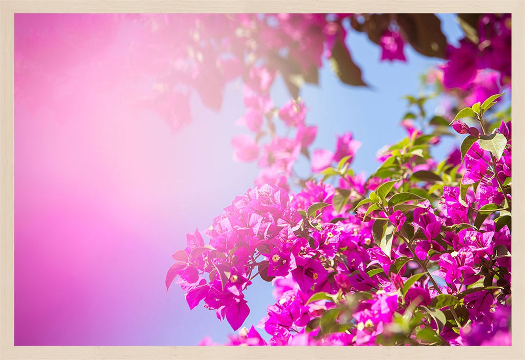 An up-close image of fuchsia bougainvillea with a blur of color covering the lens. Available in square and horizontal formats from small to large scale sizes. Printed on archival luster matte paper. Can also be hung as a vertical. Custom crops available. -PRINTSHOP by Denise Crew