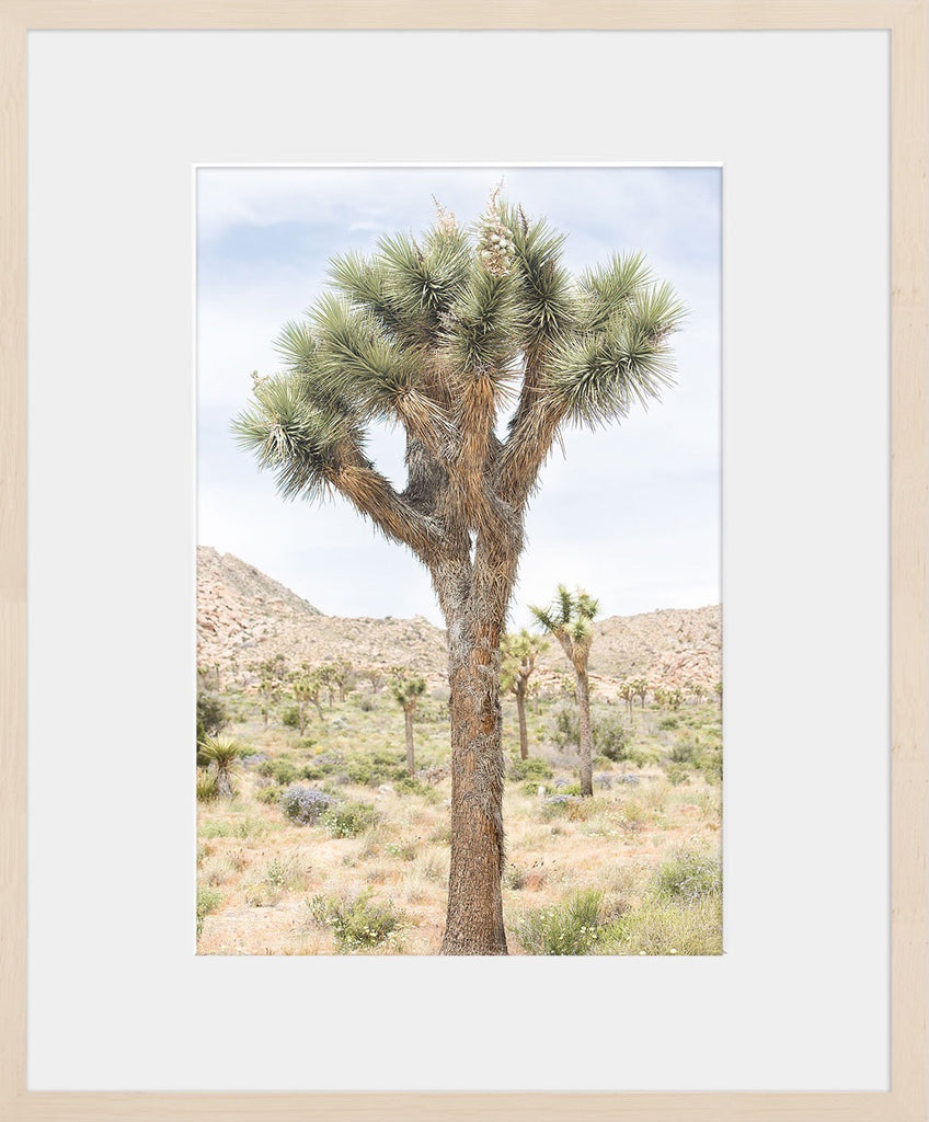 A new young Joshua Tree in the desert. Available in vertical sizes starting at 16x24 and up to 30x45. Smaller sizes available with a custom order. Printed on archival luster matte paper. - PRINTSHOP by Denise Crew