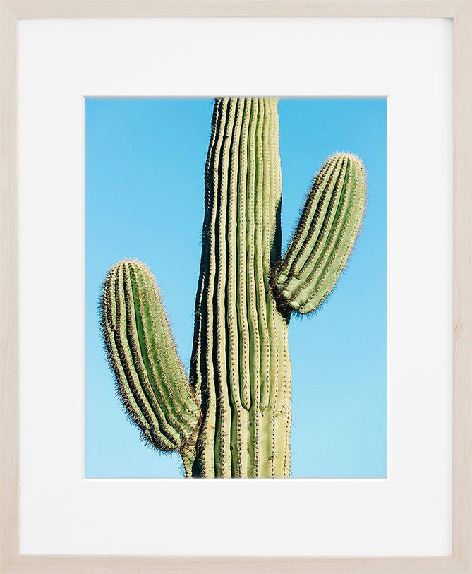 A closeup of a saguaro cactus against a blue sky