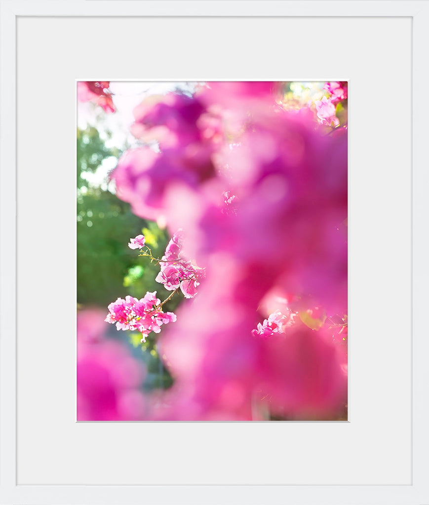 A close-up image of blooming pink bougainvillea available framed or unframed in square & vertical standard photo sizes starting at 5x5 up to 30x45. 
