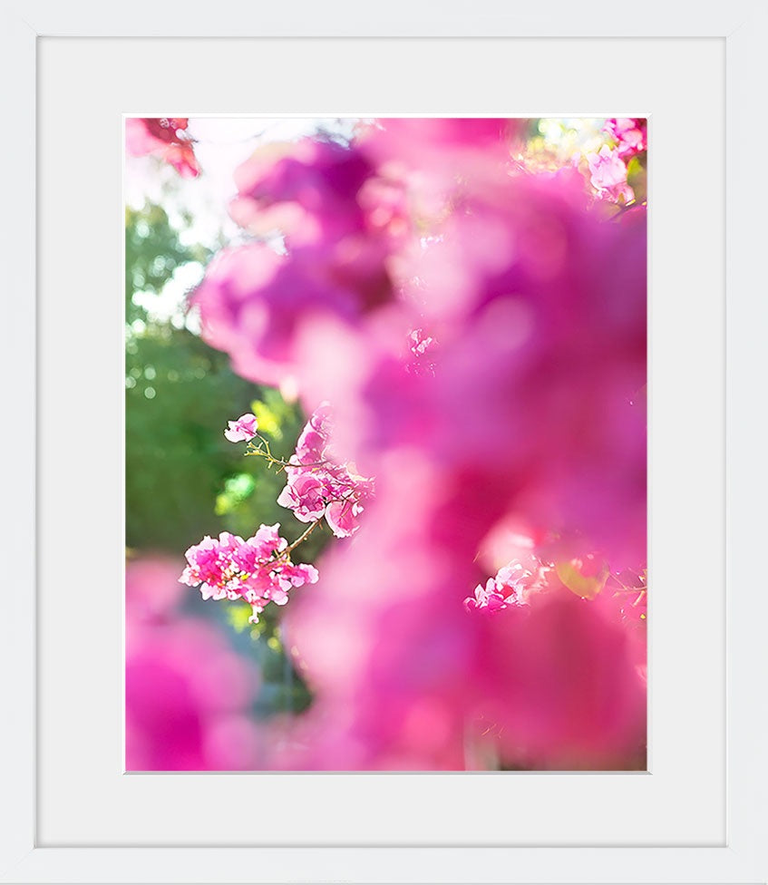 A close-up image of blooming pink bougainvillea available framed or unframed in square & vertical standard photo sizes starting at 5x5 up to 30x45. 