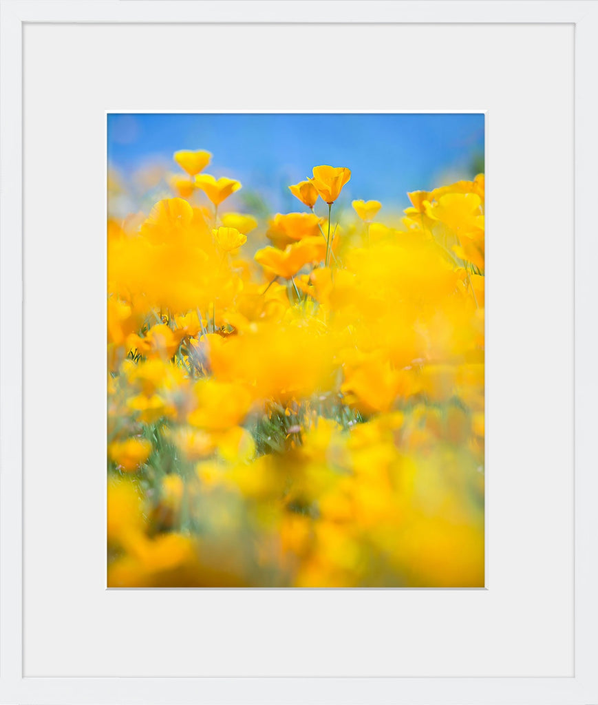 Brightly colored California poppies explode against a bright blue sky. Available in square and vertical formats from size 5x5 up to 30x45. Printed on archival luster matte paper. - PRINTSHOP by Denise Crew