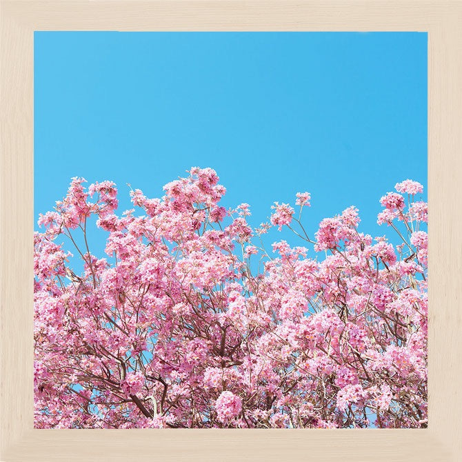 Pink cherry blossoms bloom against a blue sky. Available in square and horizontal formats in sizes from 5x5 up to 30x45. Custom crops available. Printed on archival luster matte paper. - PRINTSHOP by Denise Crew
