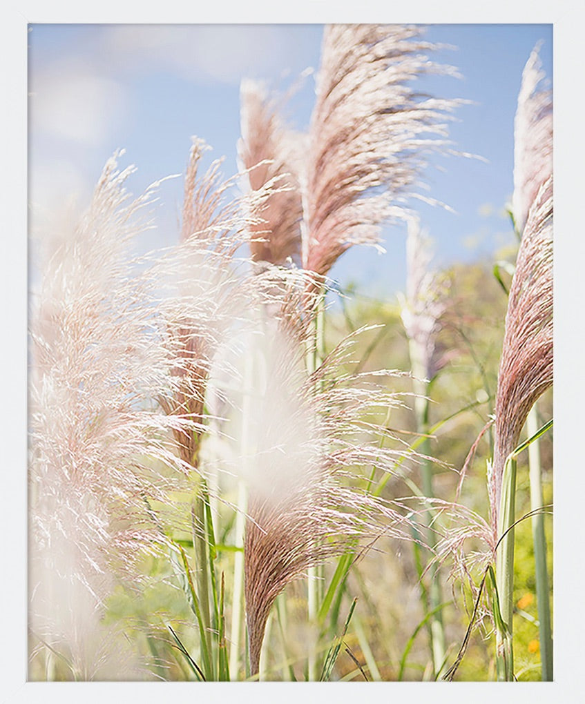 A close up look at pampas grass in Big Sur. Available in standard vertical sizes from 8x10 to 30x45. Printed on archival luster matte paper. - PRINTSHOP by Denise Crew