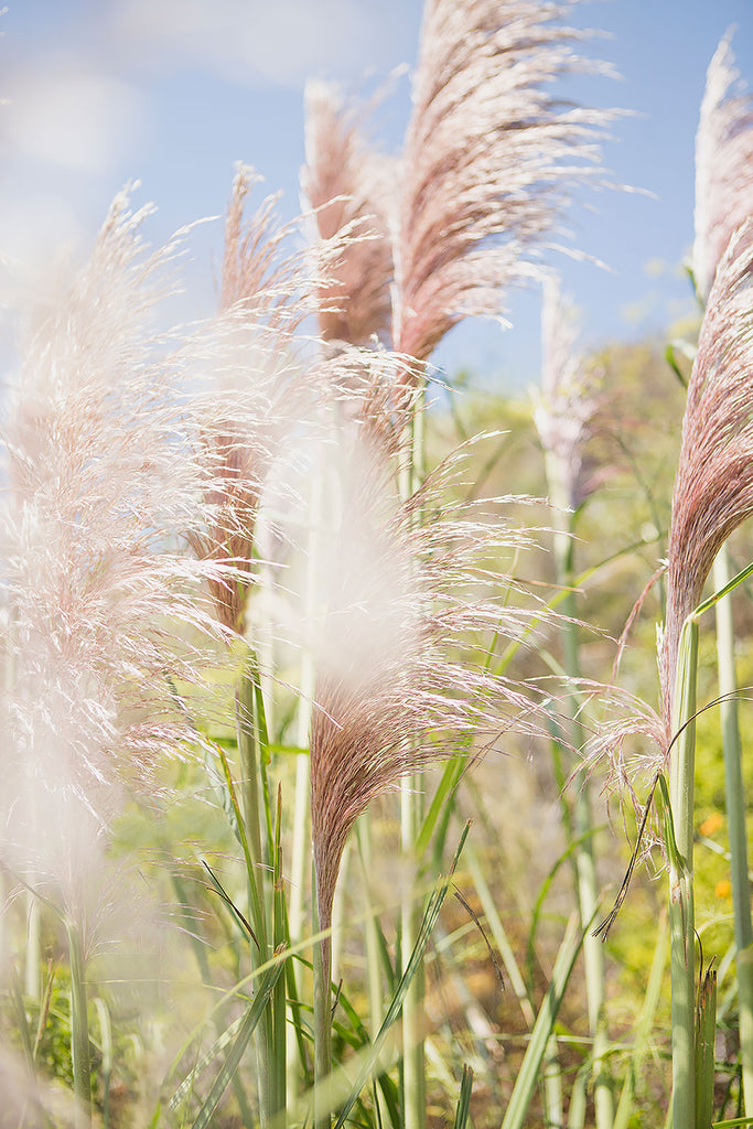 A close up look at pampas grass in Big Sur. Available in standard vertical sizes from 8x10 to 30x45. Printed on archival luster matte paper. - PRINTSHOP by Denise Crew