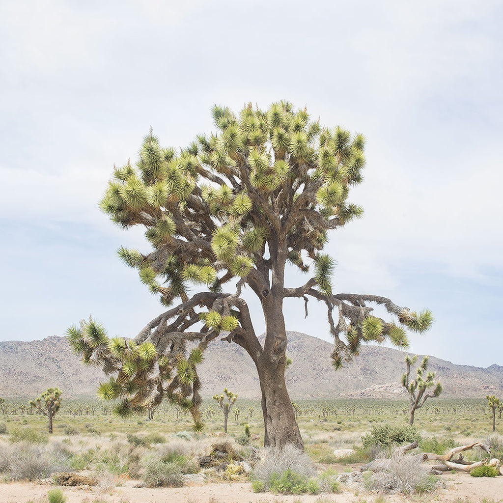 A square image of an old Joshua Tree in the desert. Available in a square format from 5x5 up to 40x40. Printed on archival luster matte paper. - PRINTSHOP by Denise Crew