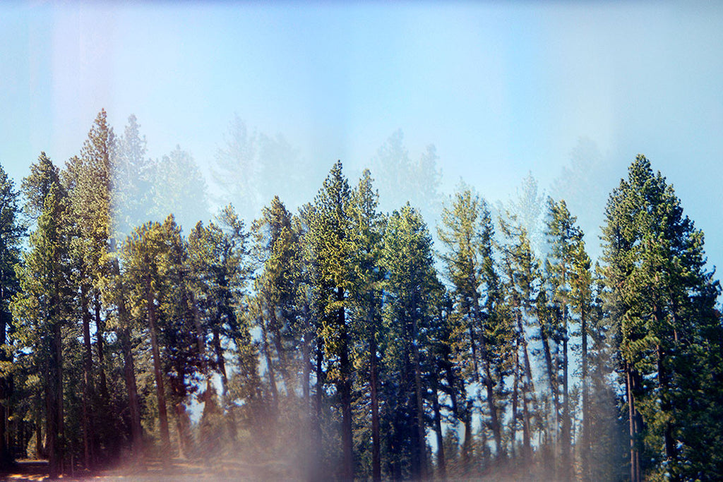 Pine trees scanned from vintage double exposed film. The light leaks and mirrored effects are intended and authentic. - PRINTSHOP by Denise Crew