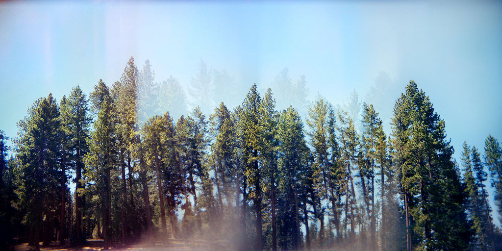 Pine trees scanned from vintage double exposed film. The light leaks and mirrored effects are intended and authentic. - PRINTSHOP by Denise Crew
